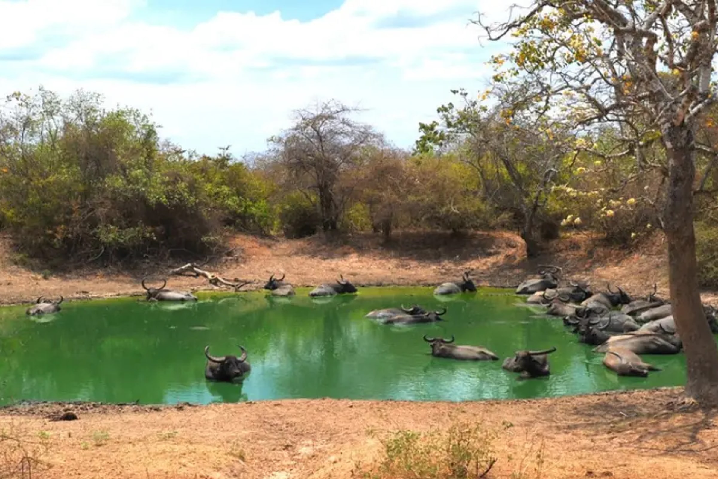 Yala National Park Safari Experience from Mirissa
